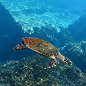 Supplier photograph: Curieuse Island Full-Day Boat Trip with Snorkelling and BBQ Lunch
