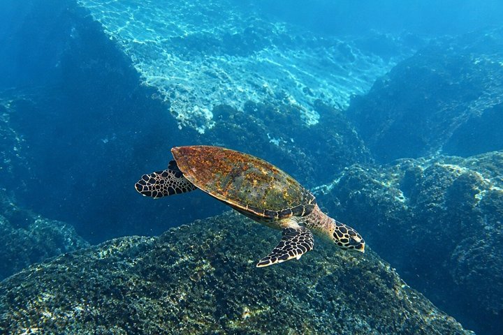 Supplier photograph: Curieuse Island Full-Day Boat Trip with Snorkelling and BBQ Lunch
