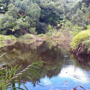 Supplier photograph: Explore Mare Aux Cochons Trail