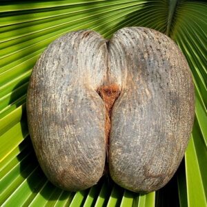 Supplier photograph: Full Day Discovery Tour of Vallée de Mai and Anse Lazio on Praslin Island