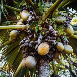 Supplier photograph: Full Day Praslin Island Tour (8 Hours)