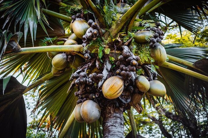 Supplier photograph: Full Day Praslin Island Tour (8 Hours)