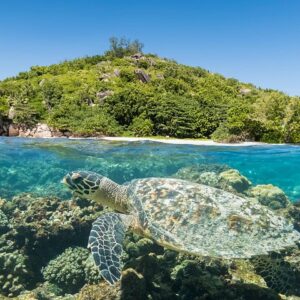 Supplier photograph: Full Day Reef Safari at Ste Anne Marine Park Seychelles
