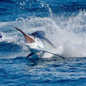 Supplier photograph: Half Day Fishing Trip from Praslin Island