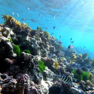 Supplier photograph: Half Day Snorkeling Coco and Félicité Island