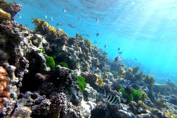 Supplier photograph: Half Day Snorkeling Coco and Félicité Island