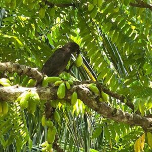 Supplier photograph: Private Praslin Tour: Vallée de Mai, Praslin Museum and Anse Lazio