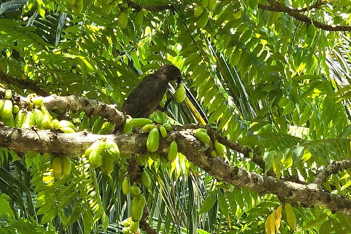 Supplier photograph: Private Praslin Tour: Vallée de Mai, Praslin Museum and Anse Lazio