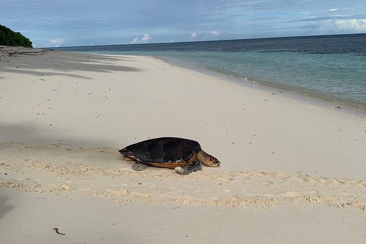 Supplier photograph: Private Seychelles Island Tour (4 or 8 Hours)