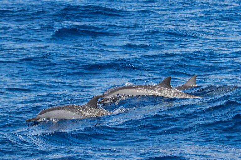 A spinner dolphin in the waters of Alphonse Atoll