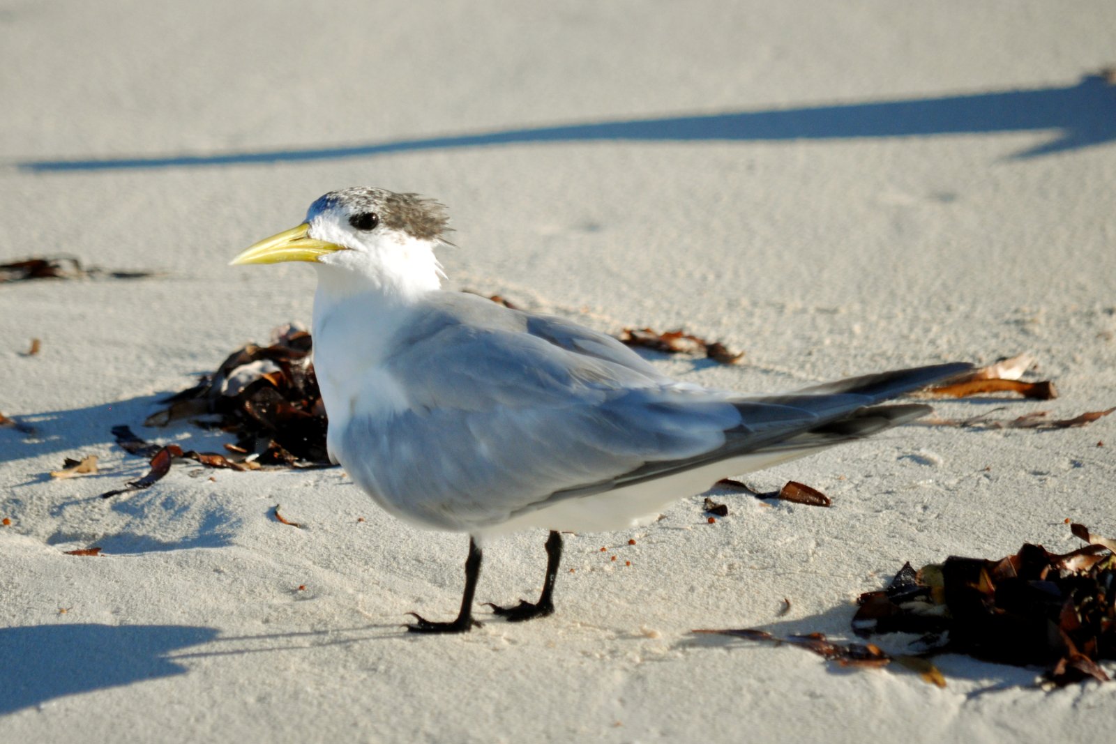 A greater crested tern on the shore of Bird Island