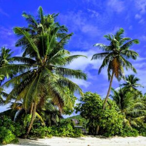 Chalets d'Anse Forbans SelfCatering, Seychelles: property photograph