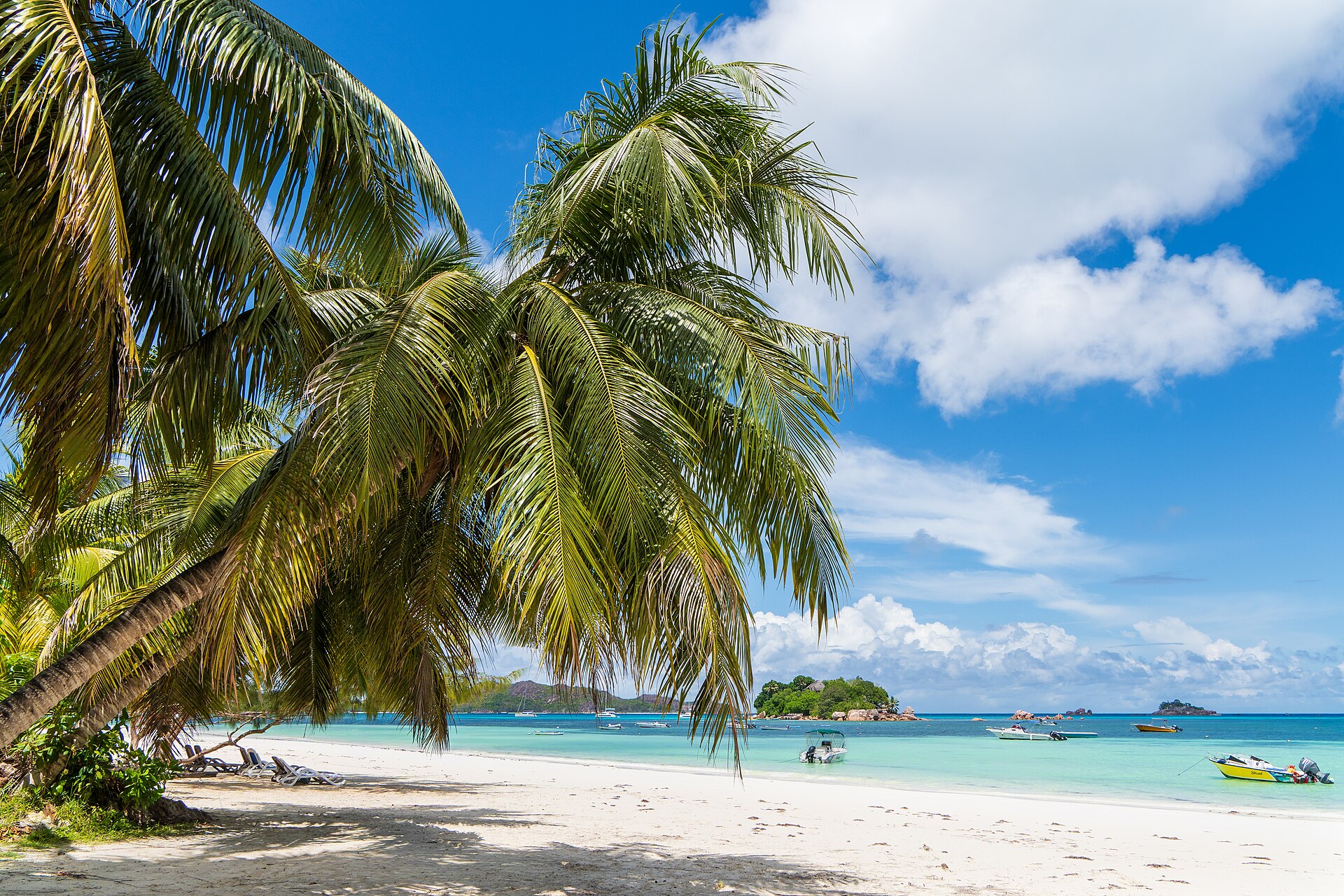 Palm-fringed sand at Côte d'Or, Anse Volbert, on Praslin