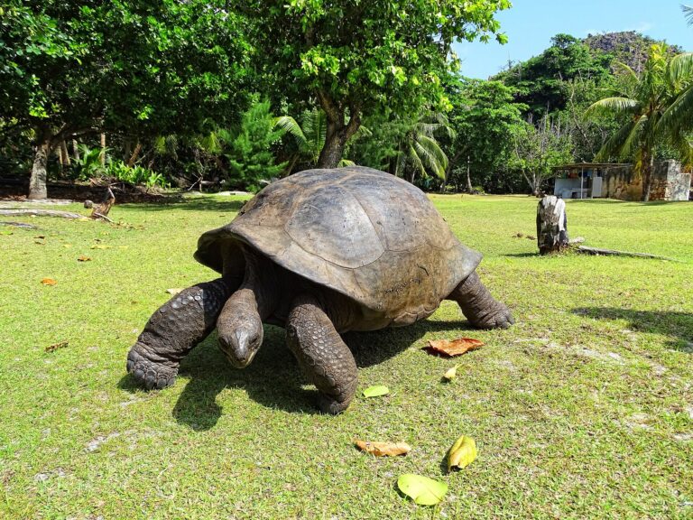 An Aldabra giant tortoise in Curieuse Marine National Park