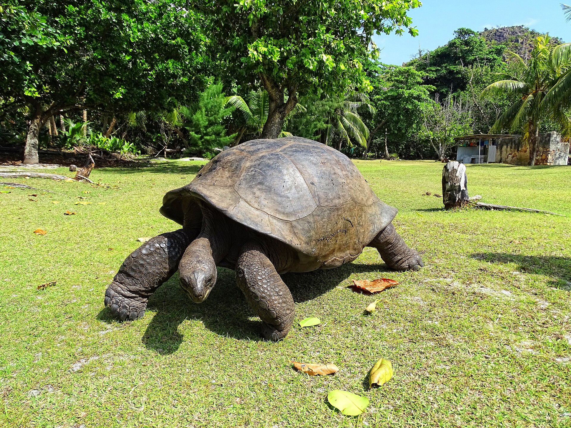 An Aldabra giant tortoise in Curieuse Marine National Park