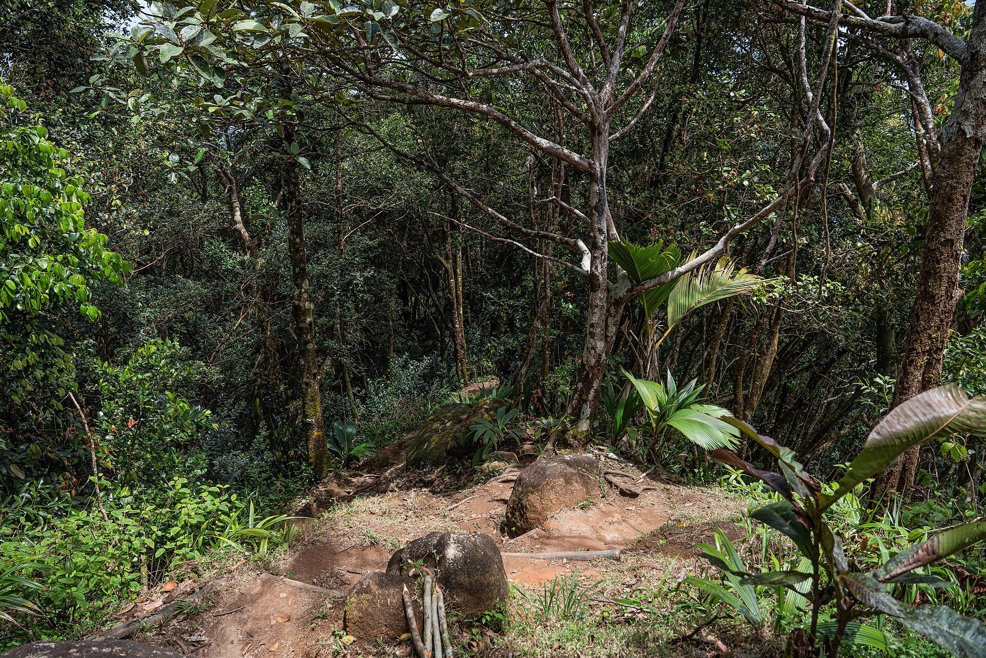 Wald am Morne-Blanc-Pfad im Morne-Seychellois-Nationalpark