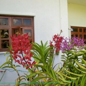 Orchid Sunset Guest House, Seychelles: foto della struttura
