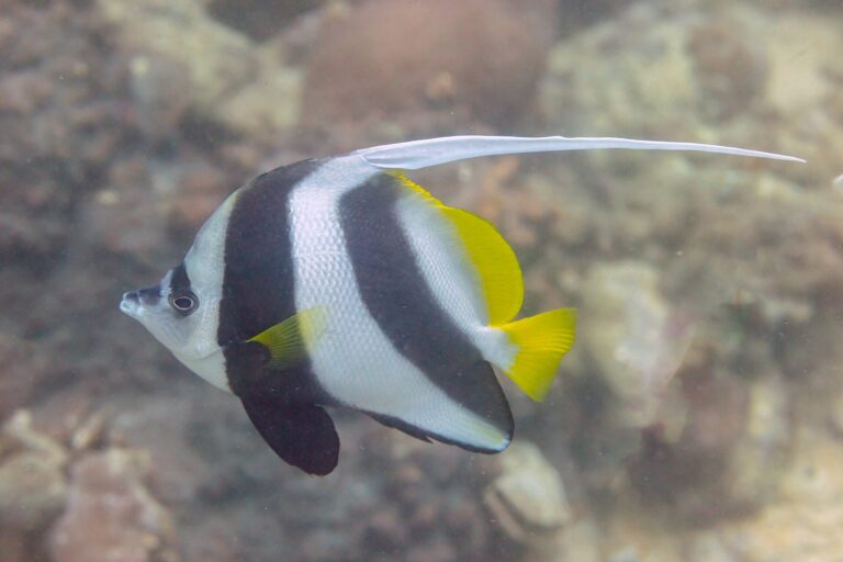 A pennant coralfish over the reef off Mahé