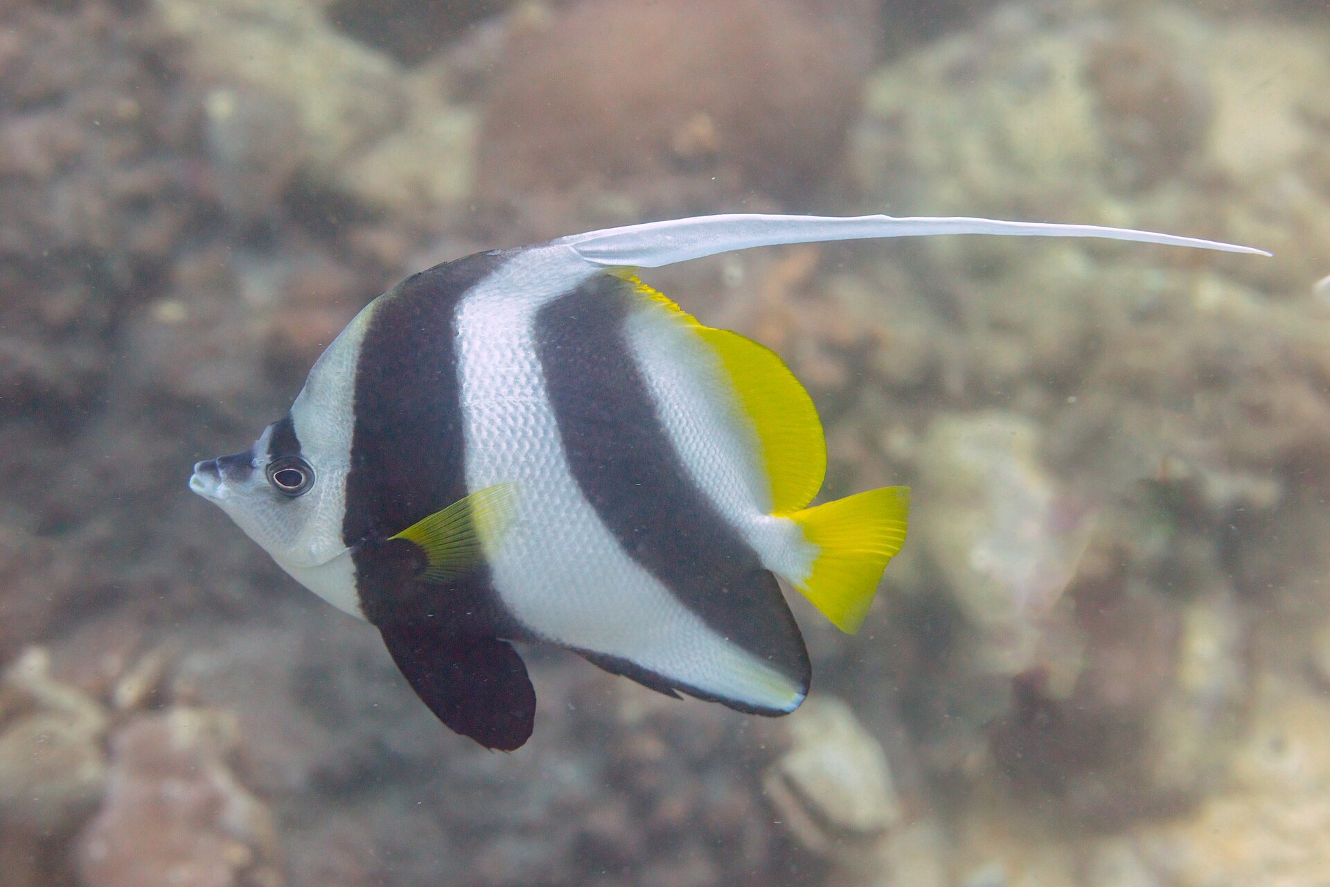 Snorkeling aux Seychelles : un poisson-cocher au-dessus du récif au large de Mahé