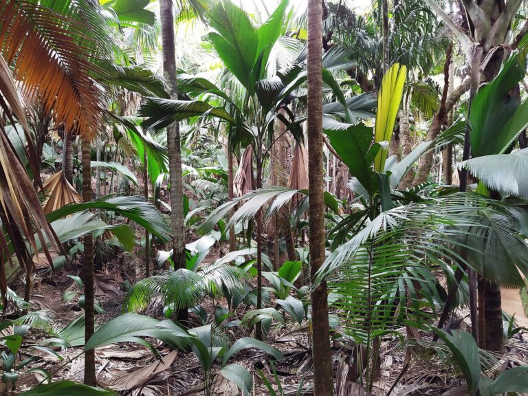 Palm forest in the Vallée de Mai, Praslin