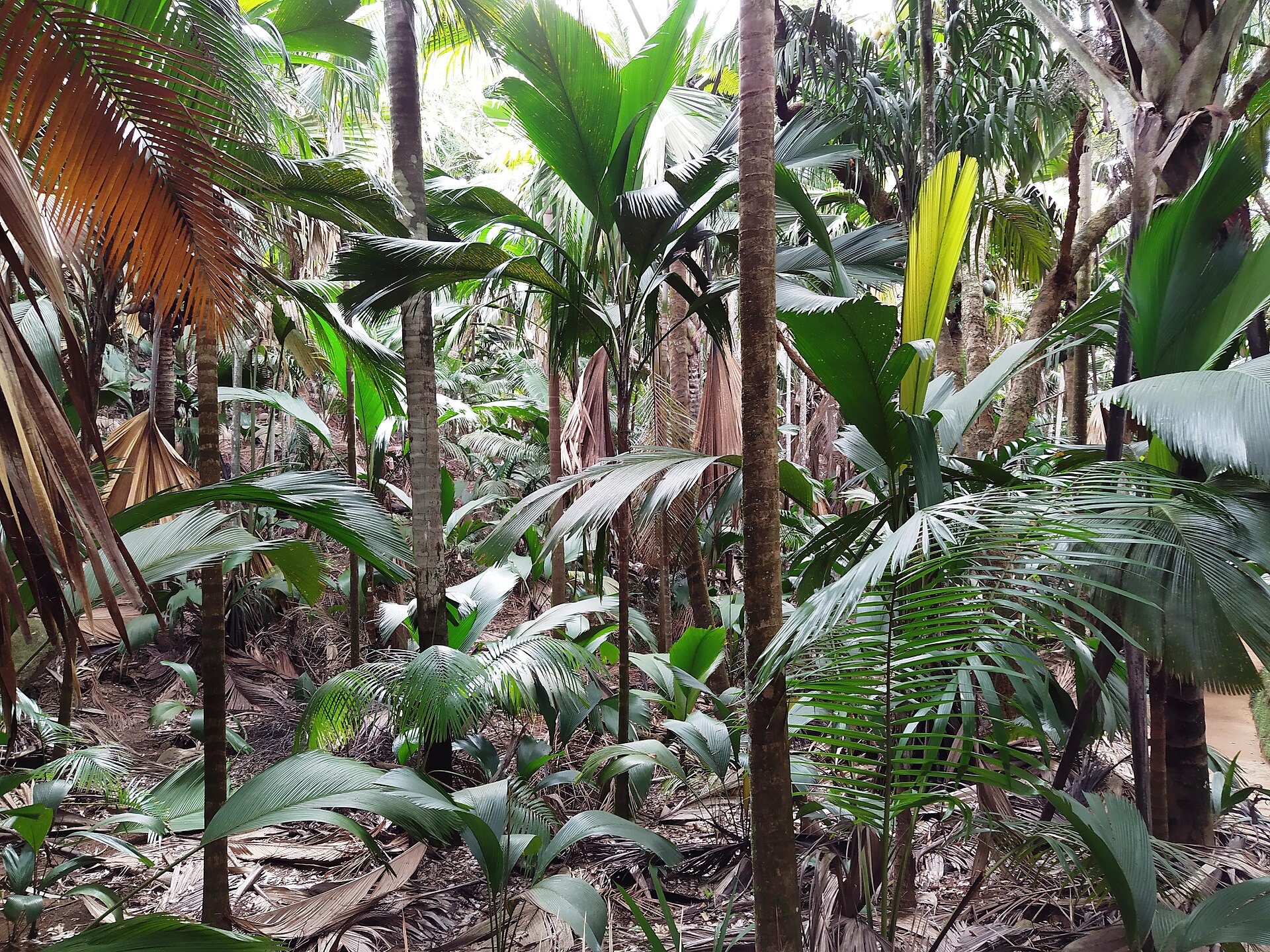 Palm forest in the Vallée de Mai on Praslin